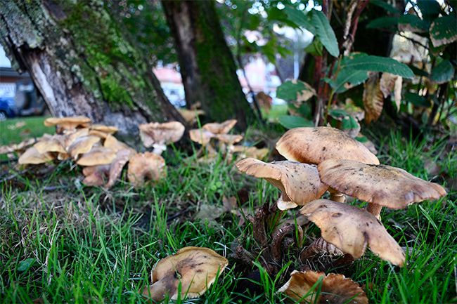 La Seta Armillaria Mellea Brota En El Parque Del Temple Y Amenaza Con