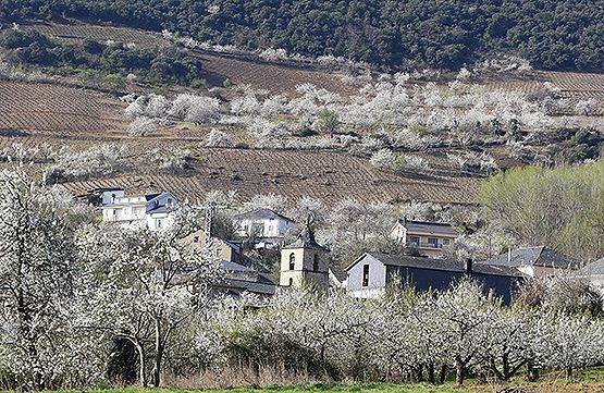 Dos de las rutas estarán vinculadas con la floración de los cerezos. César Sánchez (Ical)