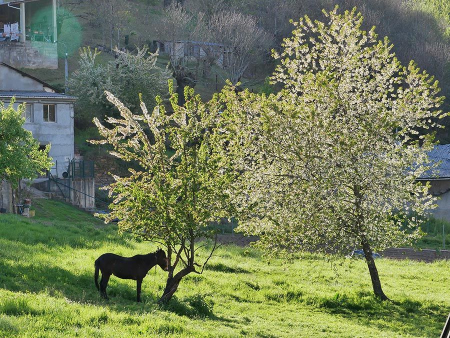 PASEOS DE PRIMAVERA: SOBRADO 070421