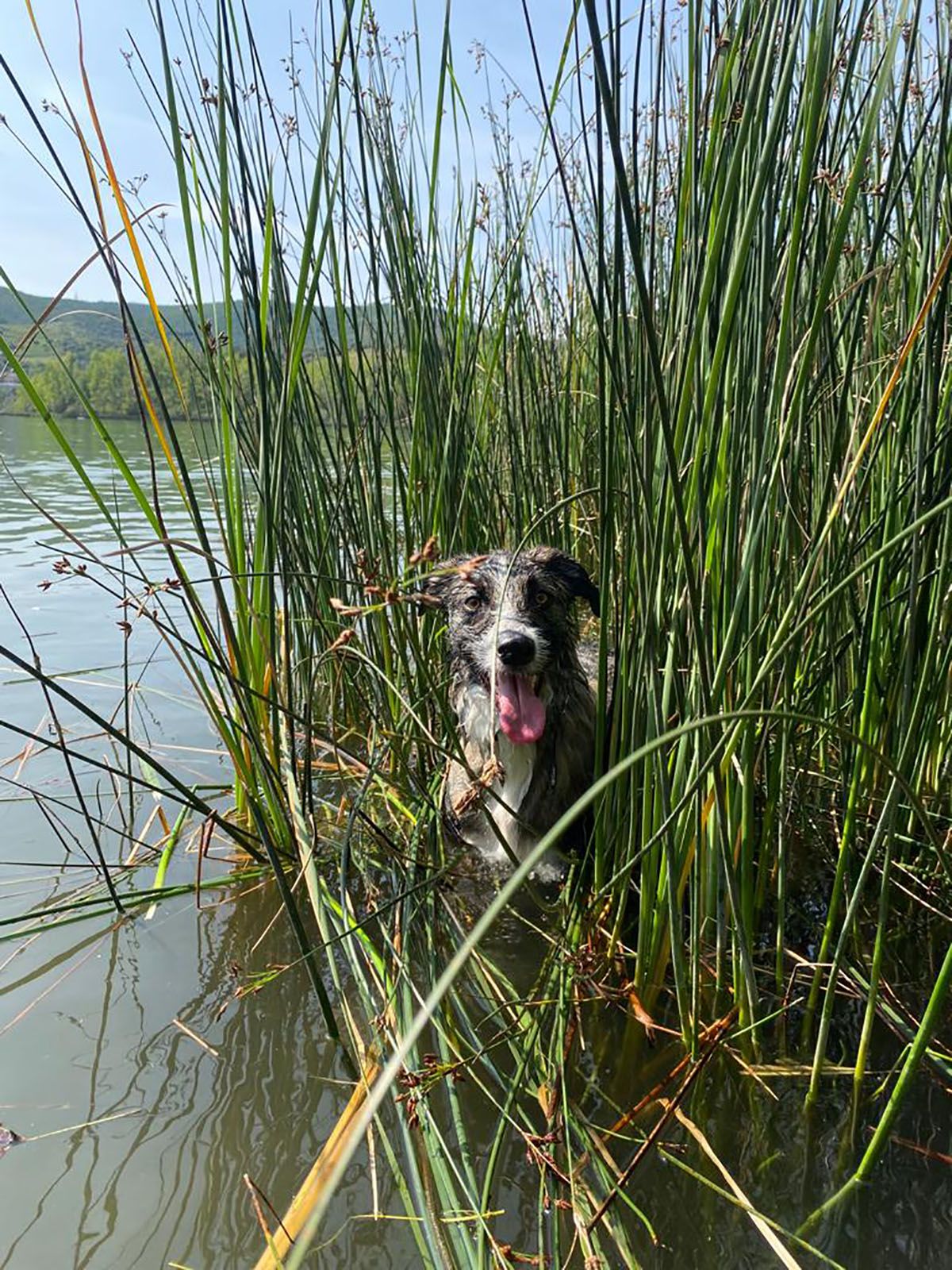 La perrita Matcha en el Pantano de Bárcena