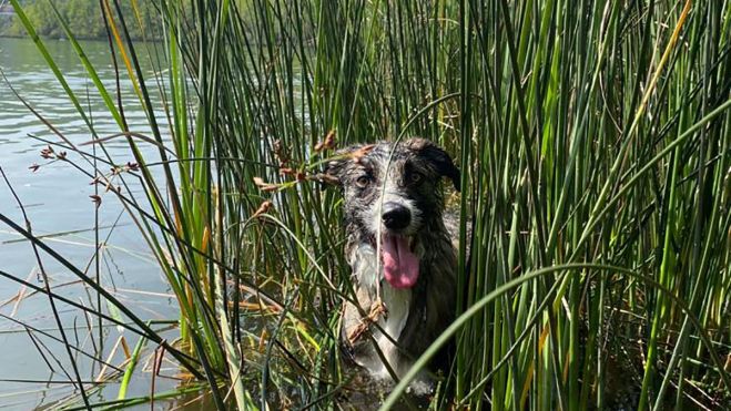 Perros en el Pantano del Bárcena