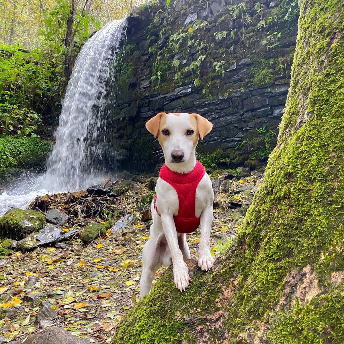 El perro Pipper de 'Pipper on tour' Cascada Herrería de Compludo