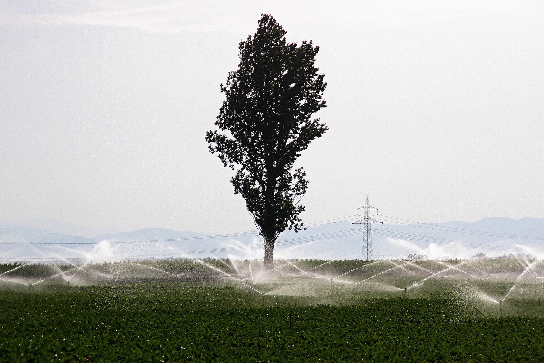 Uno de los campos de cultivo de la provincia de León dedicados a la remolacha