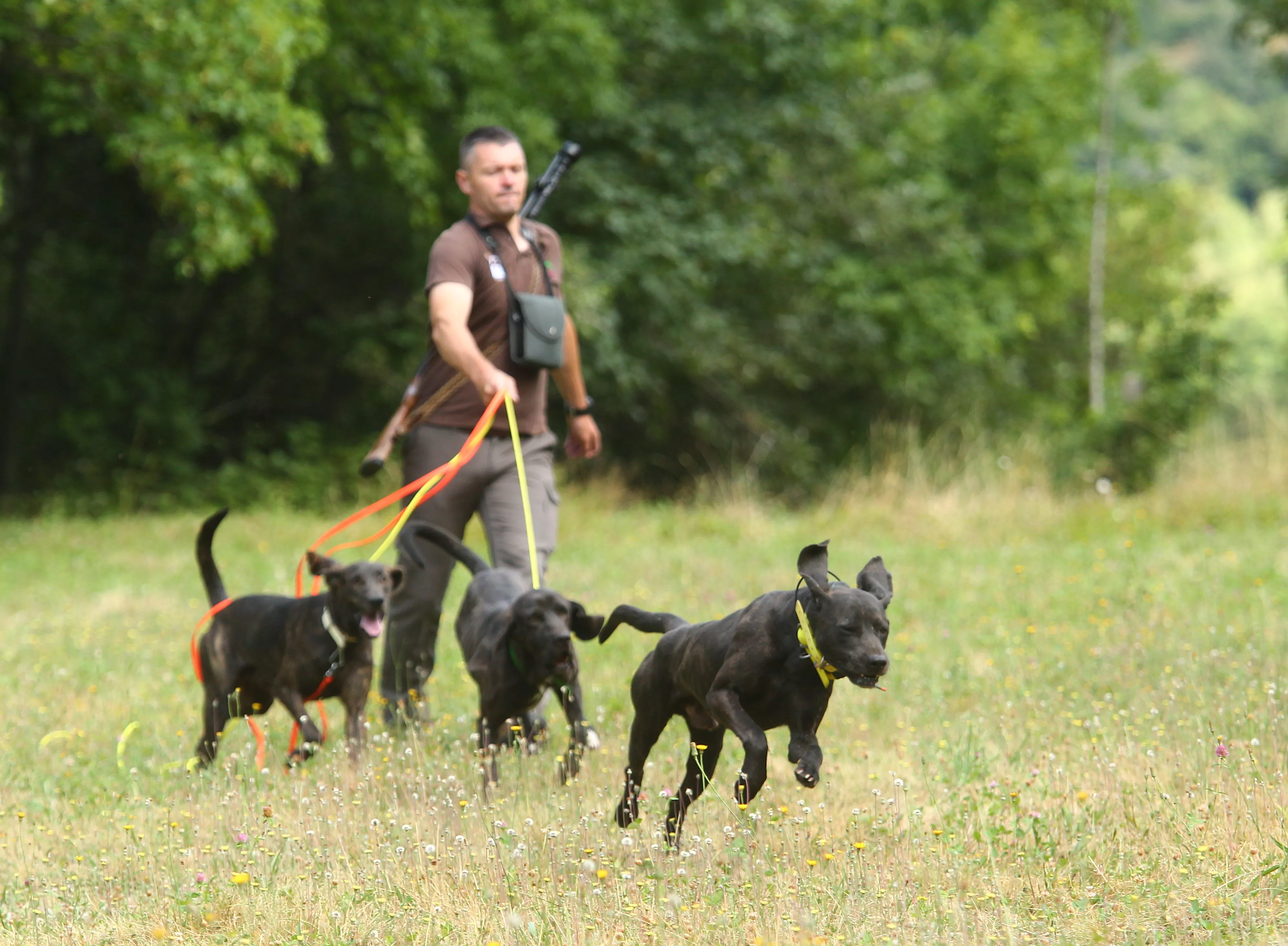 Perros de adiestramiento para el aviso de la presencia del oso en Tejedo del Sil  (1)