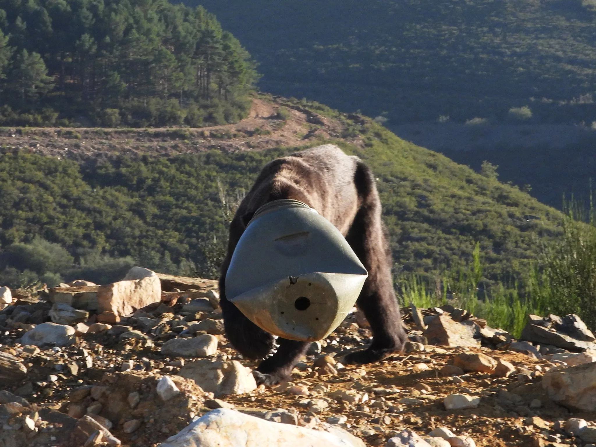 Consiguen salvar a un oso en Anllares del Sil (Bierzo) con la cabeza atrapada en un bidón de plástico (2)