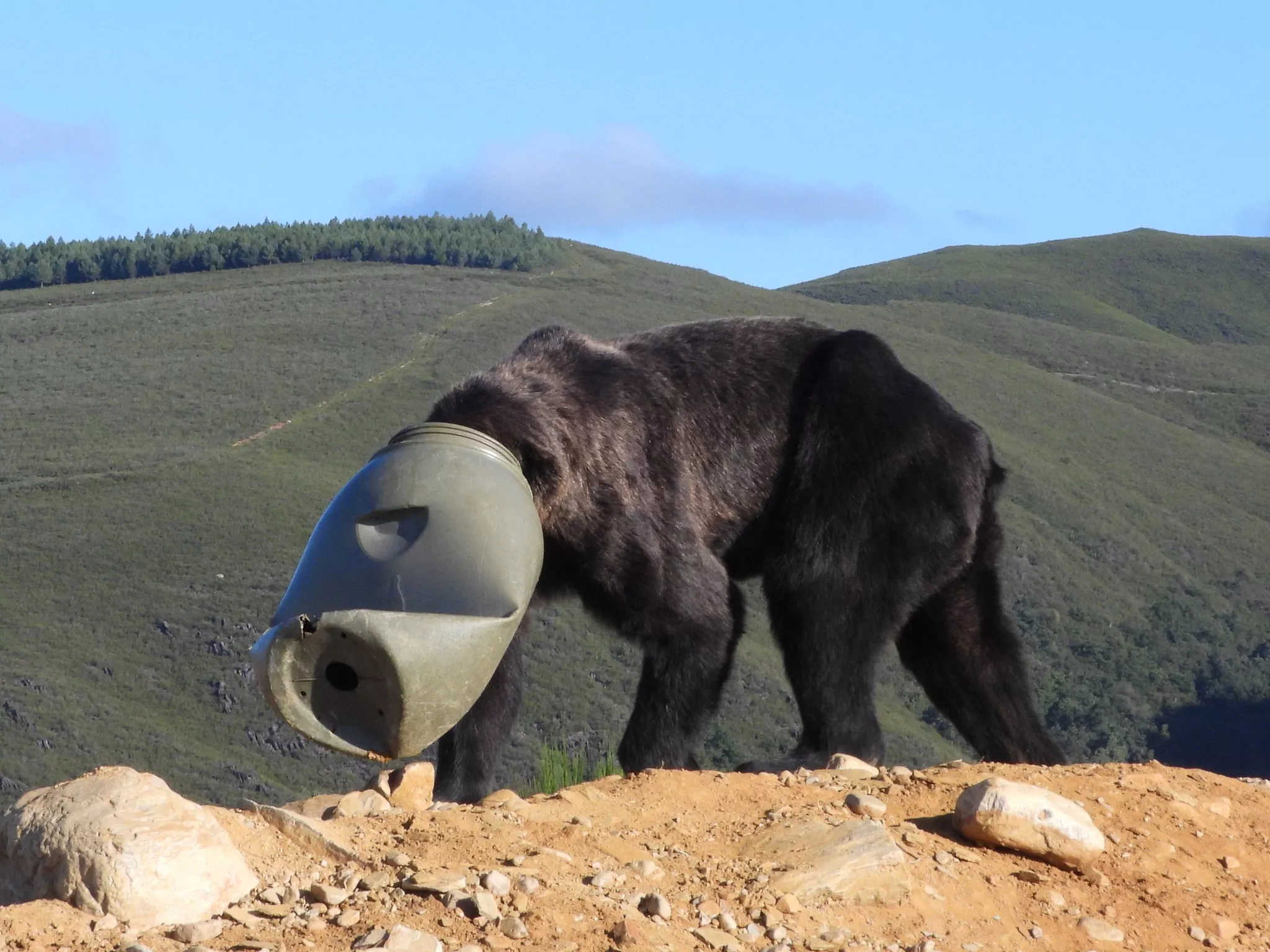 Consiguen salvar a un oso en Anllares del Sil (Bierzo) con la cabeza atrapada en un bidón de plástico (3)