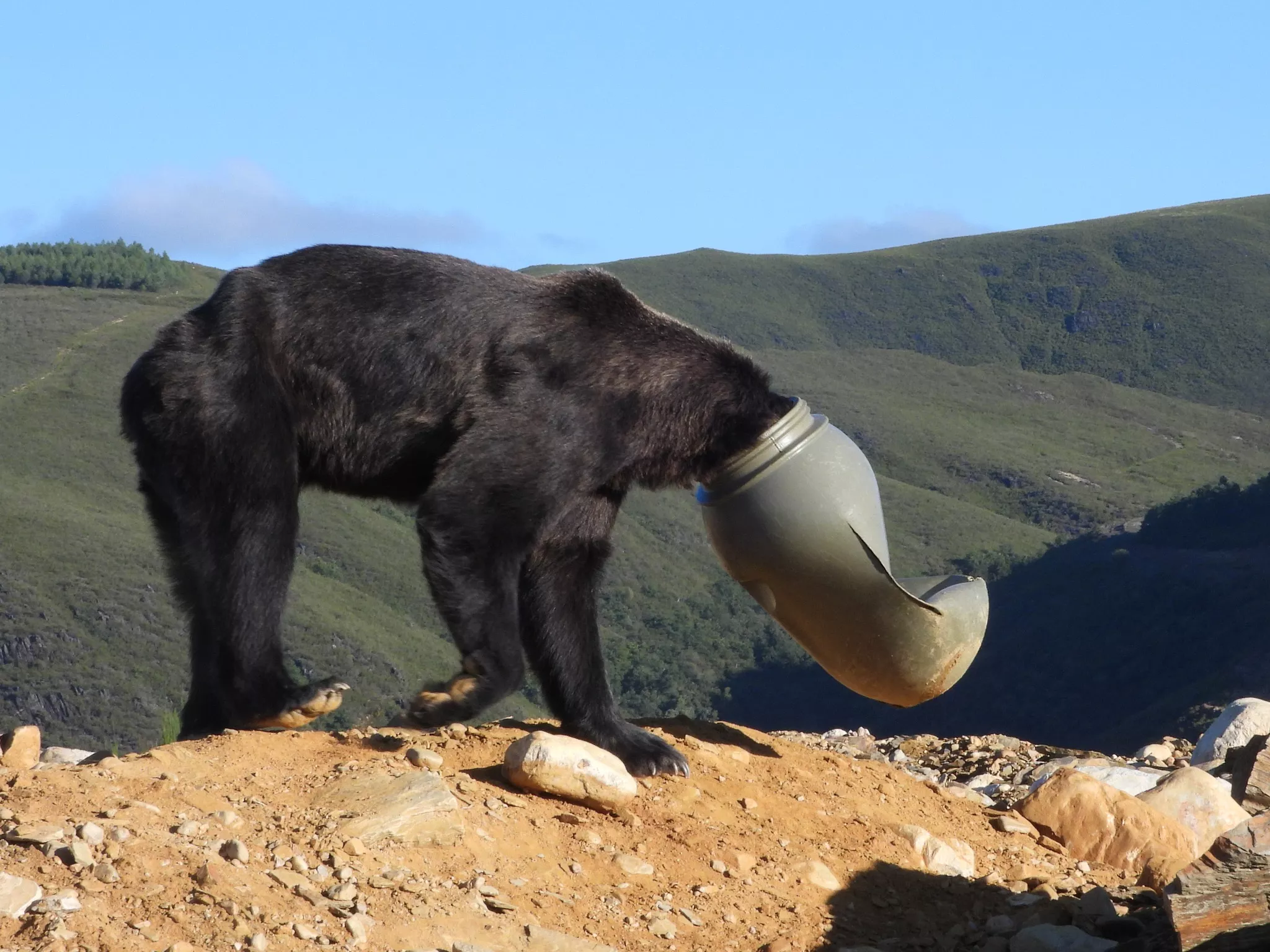 Consiguen salvar a un oso en Anllares del Sil (Bierzo) con la cabeza atrapada en un bidón de plástico (1)