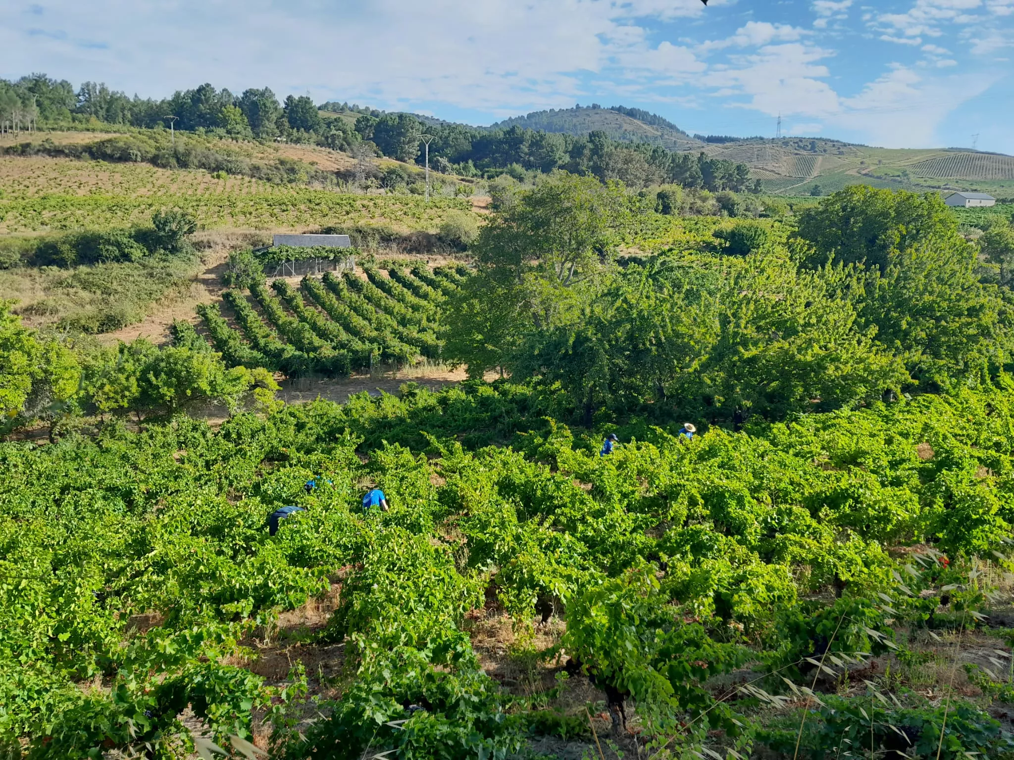 Vendimia D.O Bierzo 