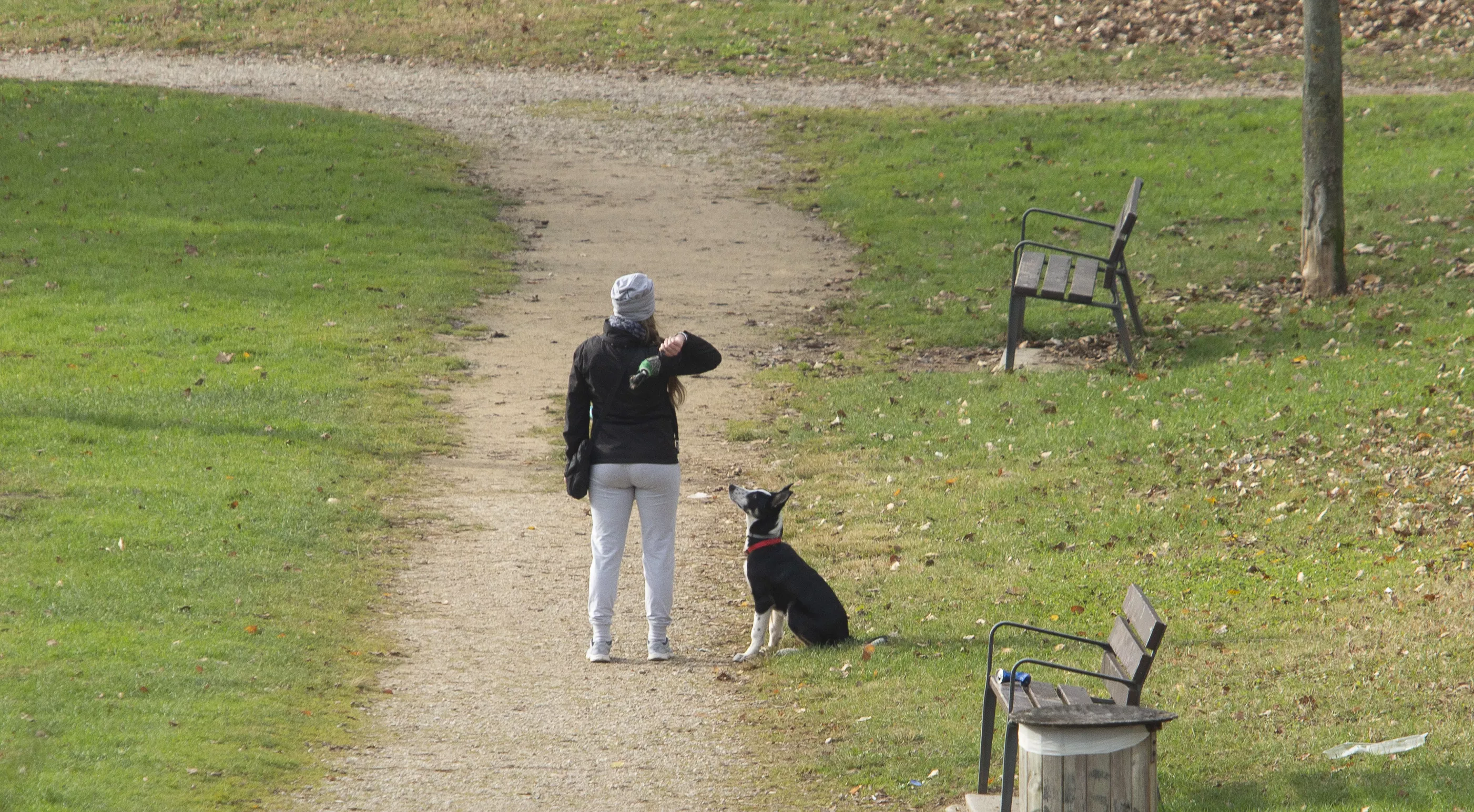 Imagen de archivo de un perro en el paseo