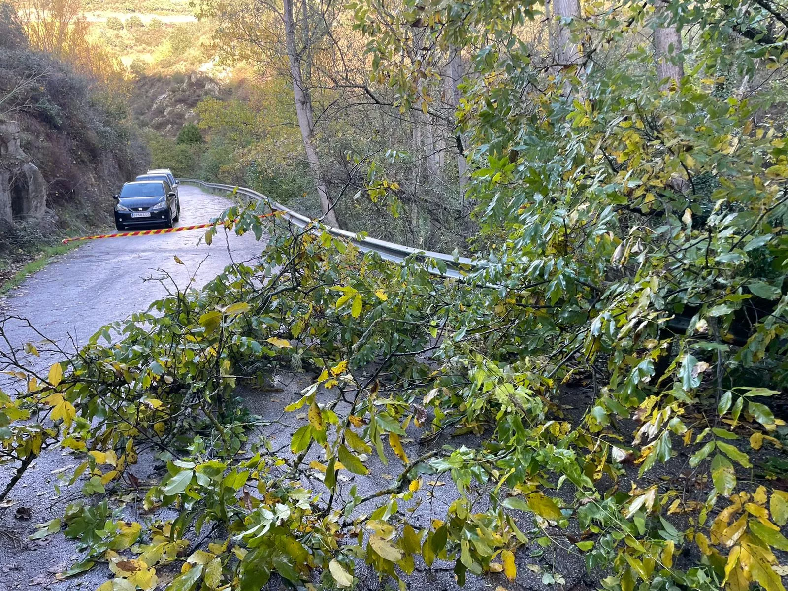 Árbol caído en la carretera de acceso a Valdecañada. Foto Luis Boya (1)