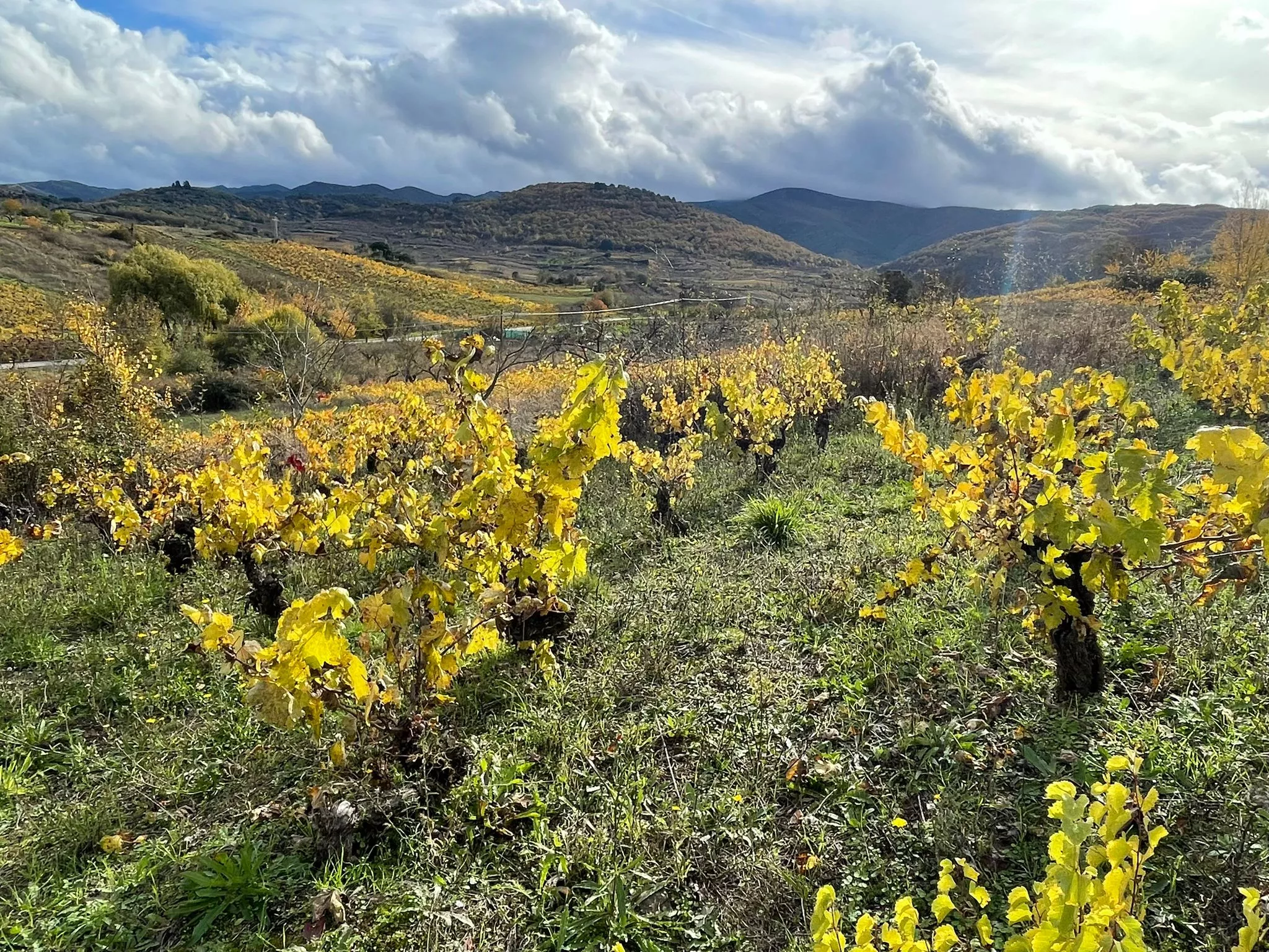 Viñedos entre Toral de Merayo, Rimor y Villalibre