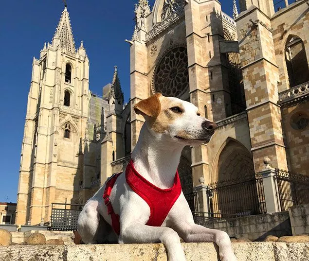 Pipper en su última visita a la catedral de León