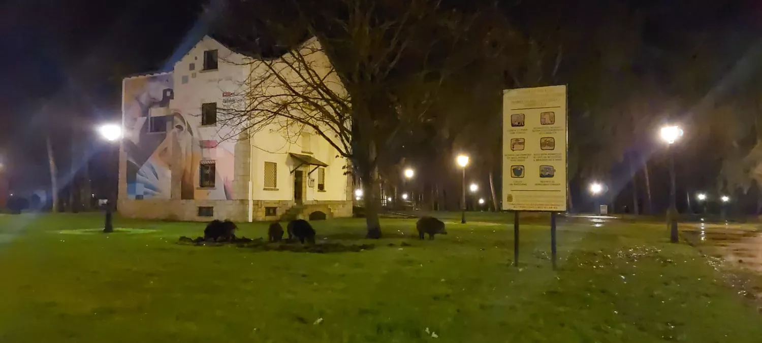 Los jabalíes 'se hacen' con el parque del Temple y visitan el 'Ágora'