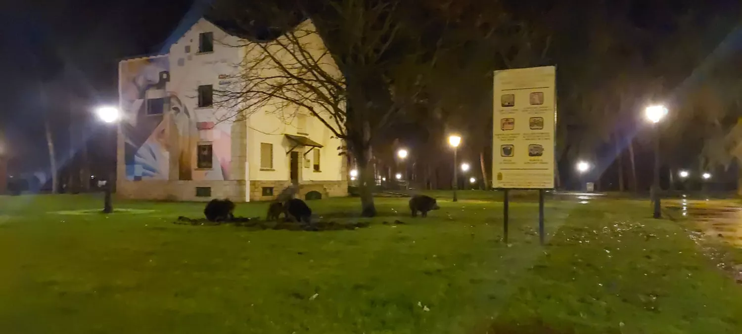 Los jabalíes 'se hacen' con el parque del Temple y visitan el 'Ágora'