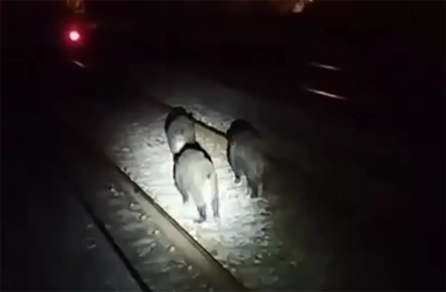 Los jabalíes con 'vía' libre en Ponferrada: Recorren el trazado junto a la Estación