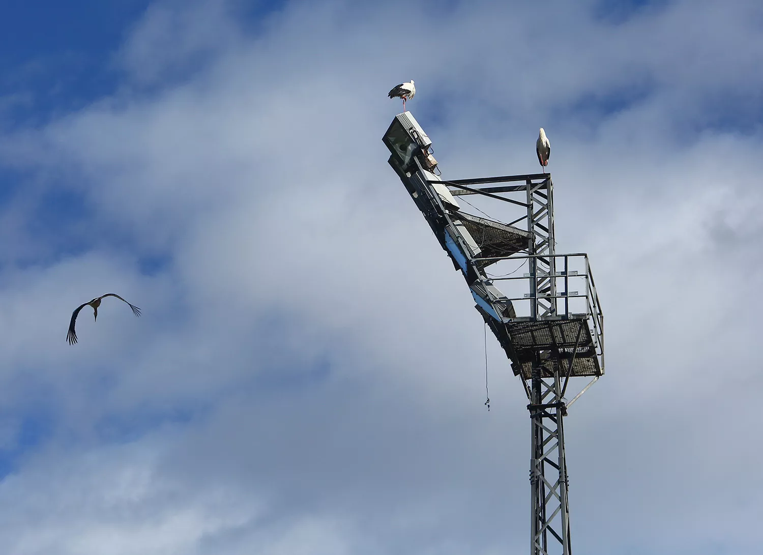 Los bomberos de Ponferrada quitan varios nidos de cigüeña de las torretas de iluminación del campo de fútbol de Fuentesnuevas (4