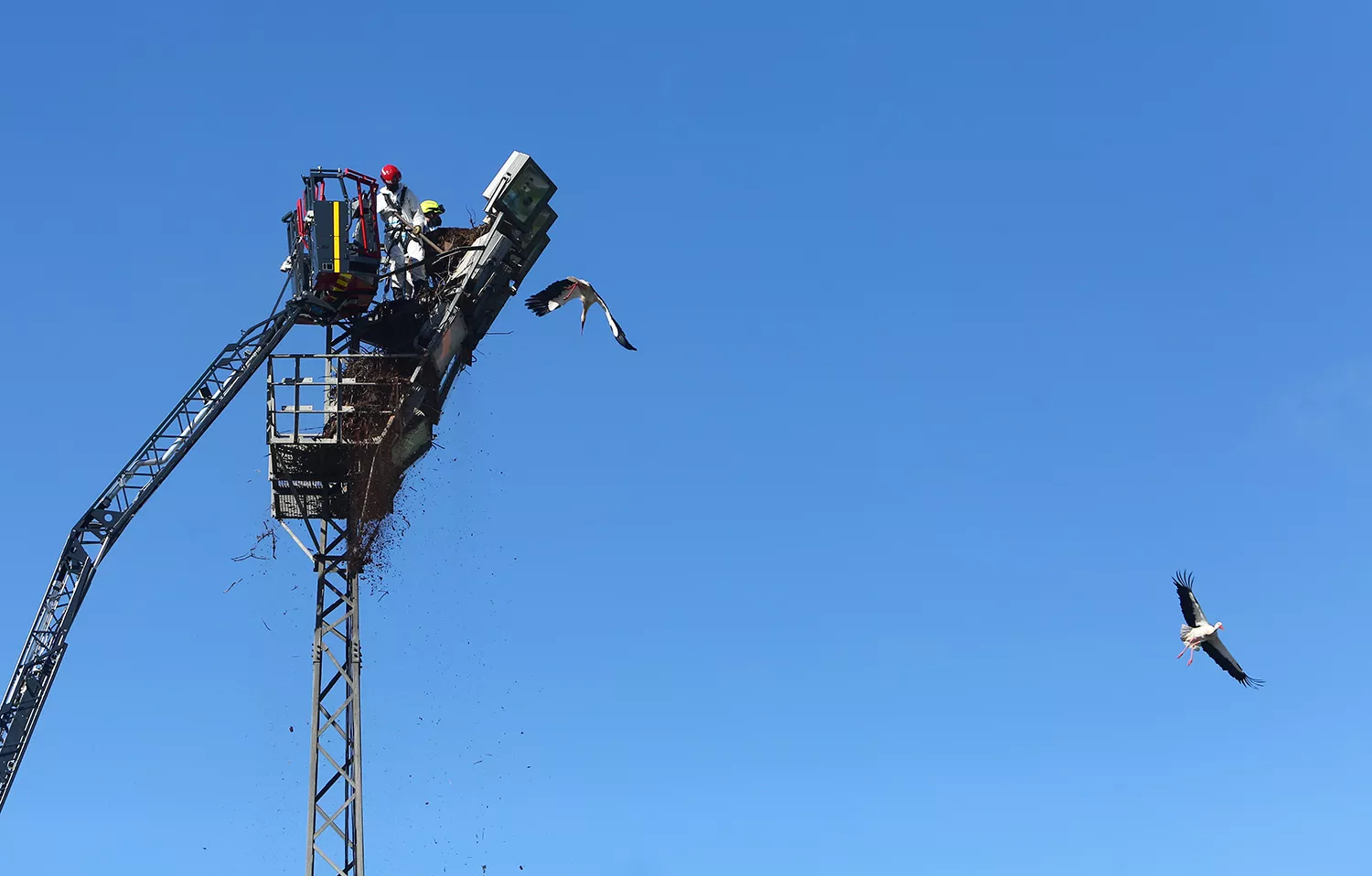 Los bomberos de Ponferrada quitan varios nidos de cigüeña de las torretas de iluminación del campo de fútbol de Fuentesnuevas (8)