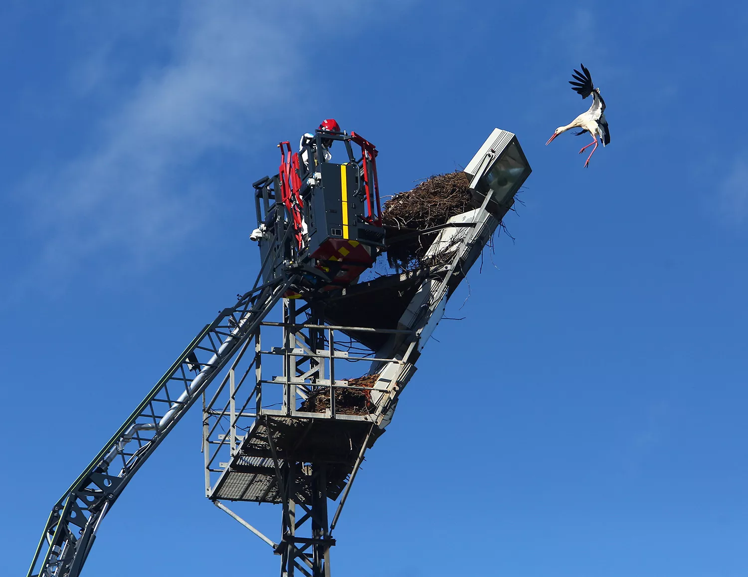 Los bomberos de Ponferrada quitan varios nidos de cigüeña de las torretas de iluminación del campo de fútbol de Fuentesnuevas (6)