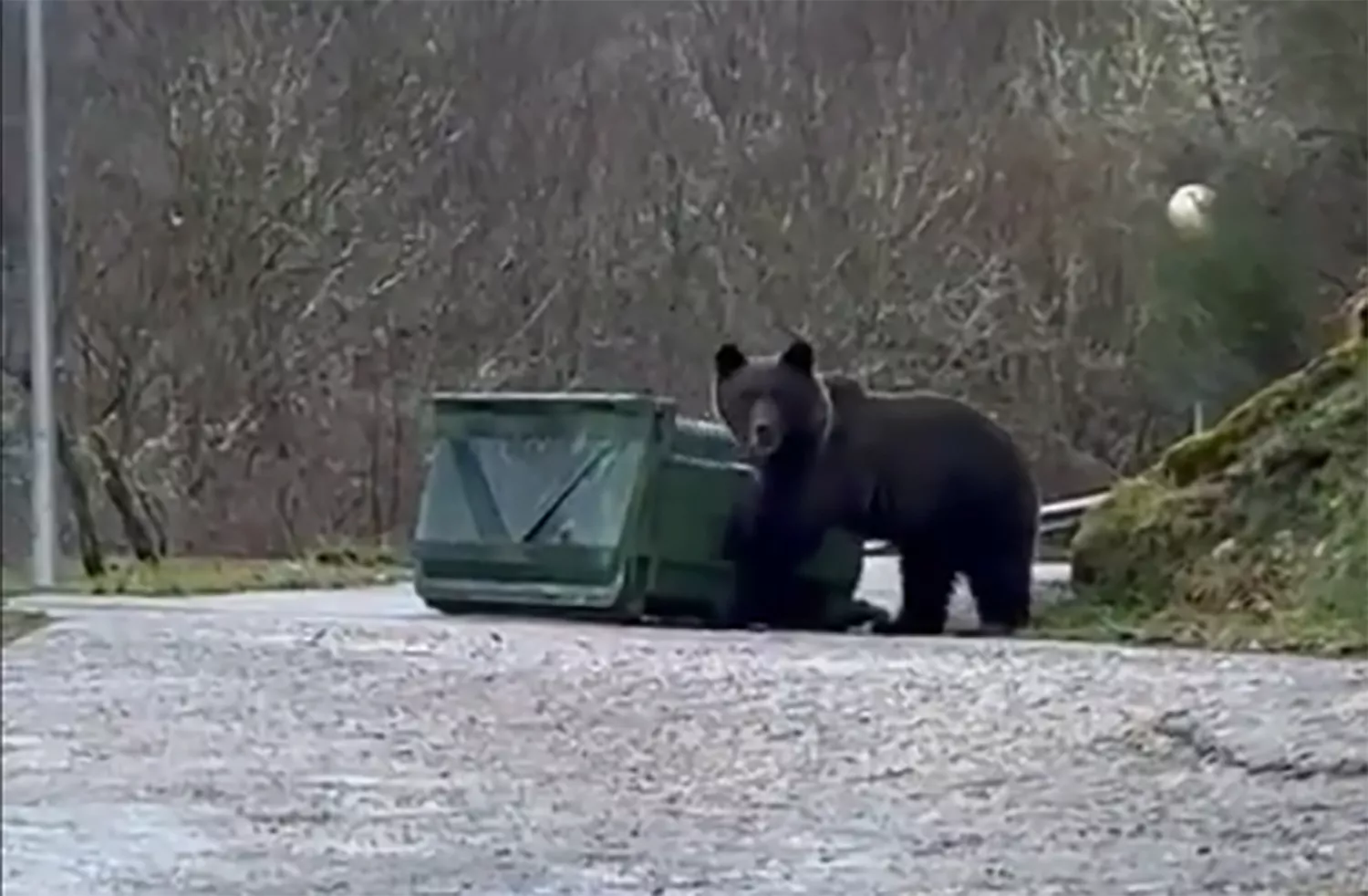 Un oso desafía la hibernación con un paseo por Villaseca de Laciana