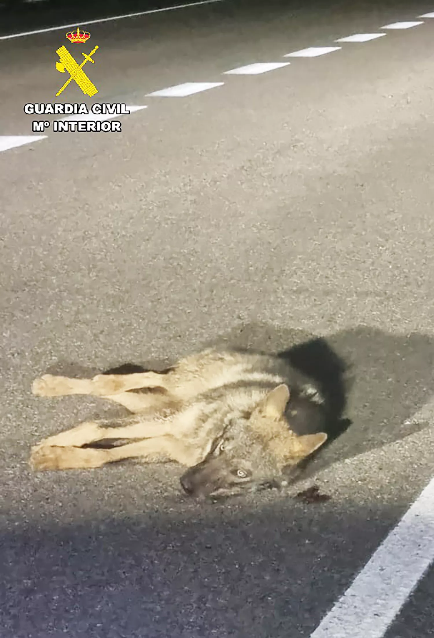 Localizan y auxilian a un ejemplar de lobo atropellado en la CL 615 cerca de Perales (Palencia).