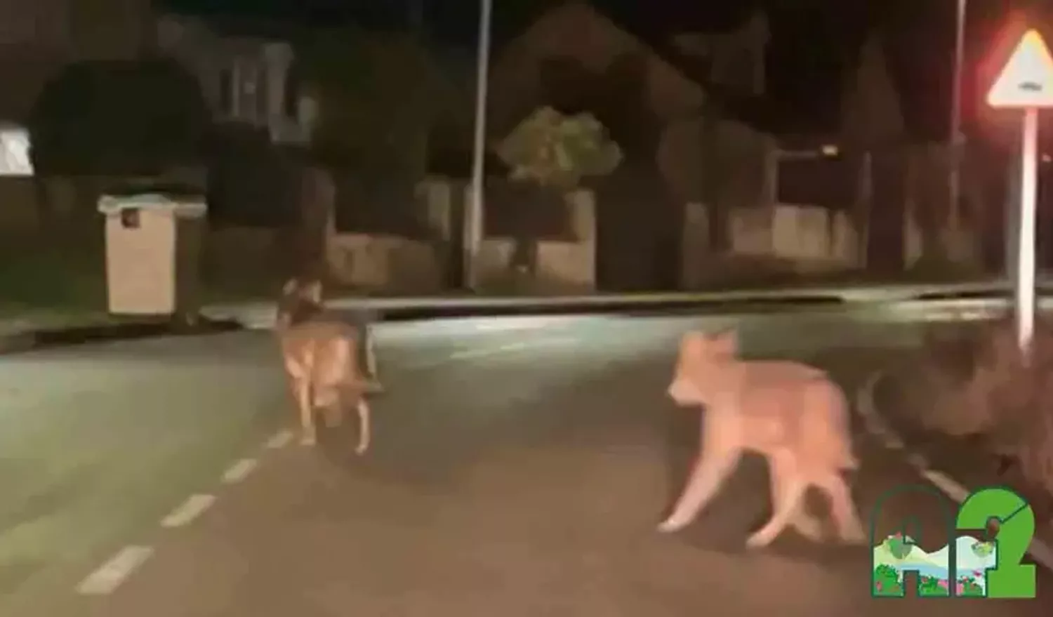 Avistados varios lobos a su paso cercano al casco urbano en Camponaraya