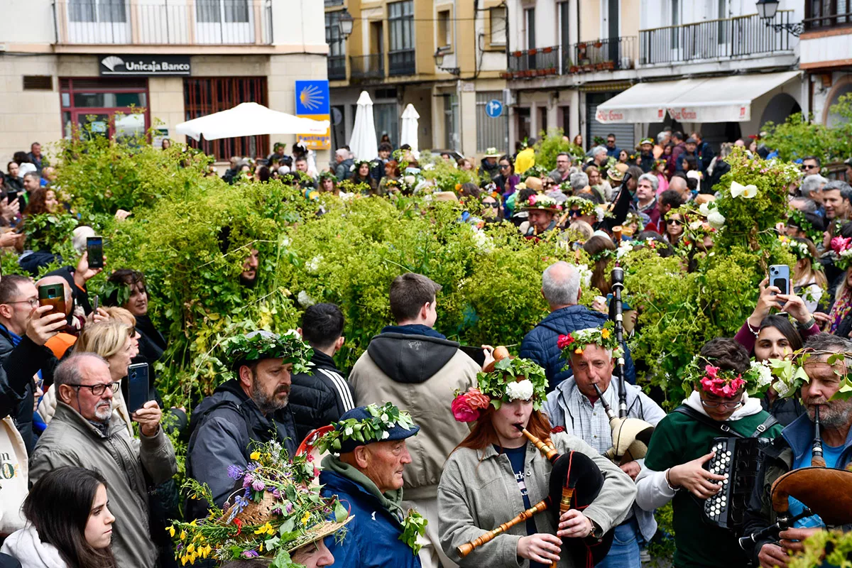 Maios de Villafranca (1)