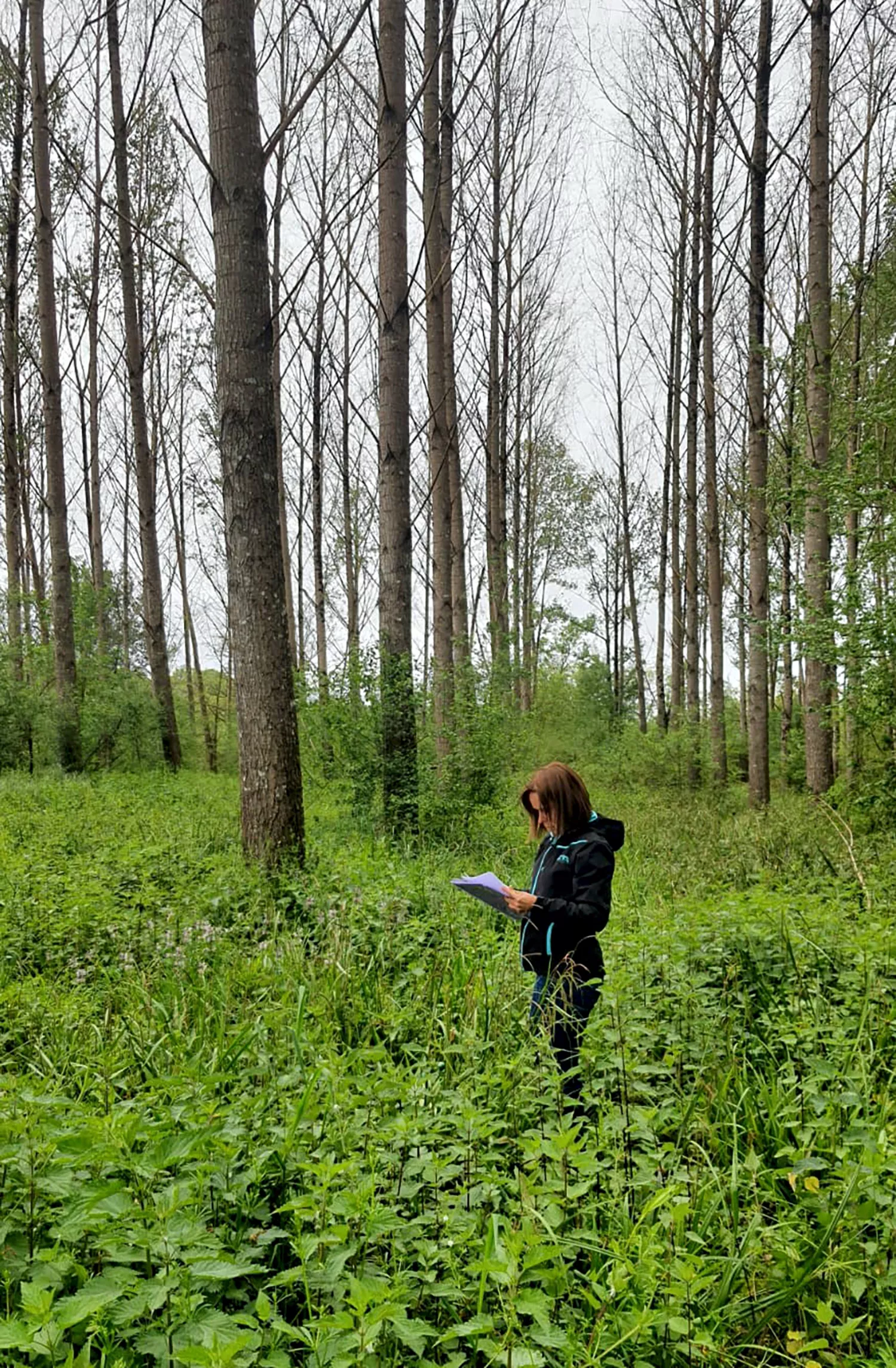 El Campus de Ponferrada crea gemelos digitales de chopos para estimar con mayor precisión el volumen de madera de plantaciones 1