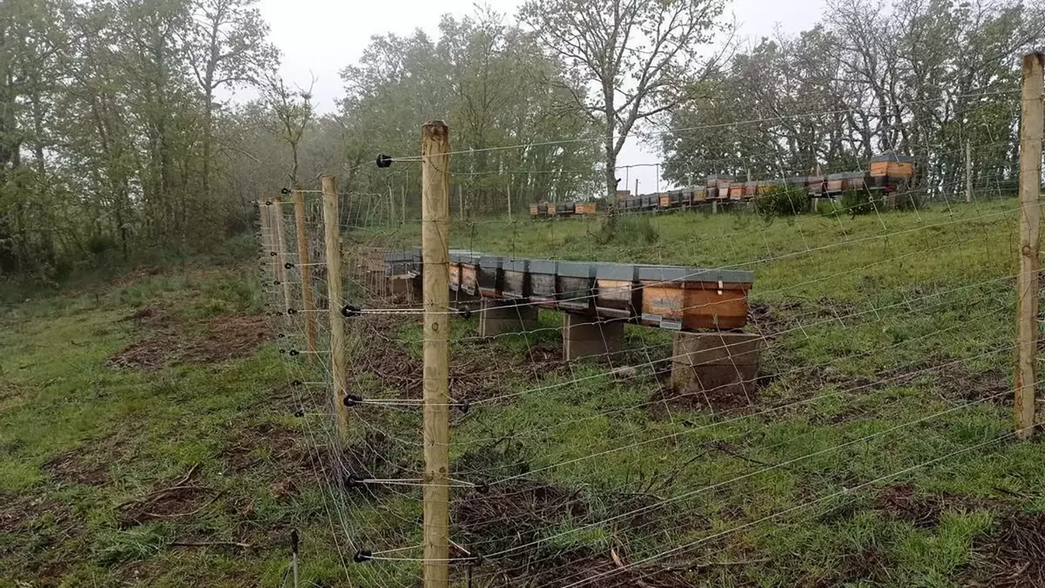 Apicultores de El Bierzo aprenden a proteger sus colmenas para mejorar la convivencia con el oso pardo 1