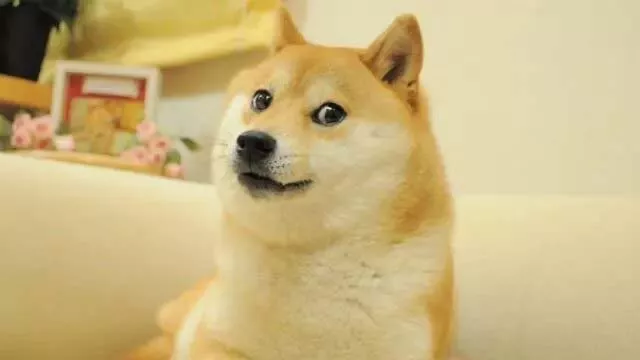 Kabosu, el perro del meme Doge. KABOSUMAMA, INSTAGRAM,  ATSUKO SATO