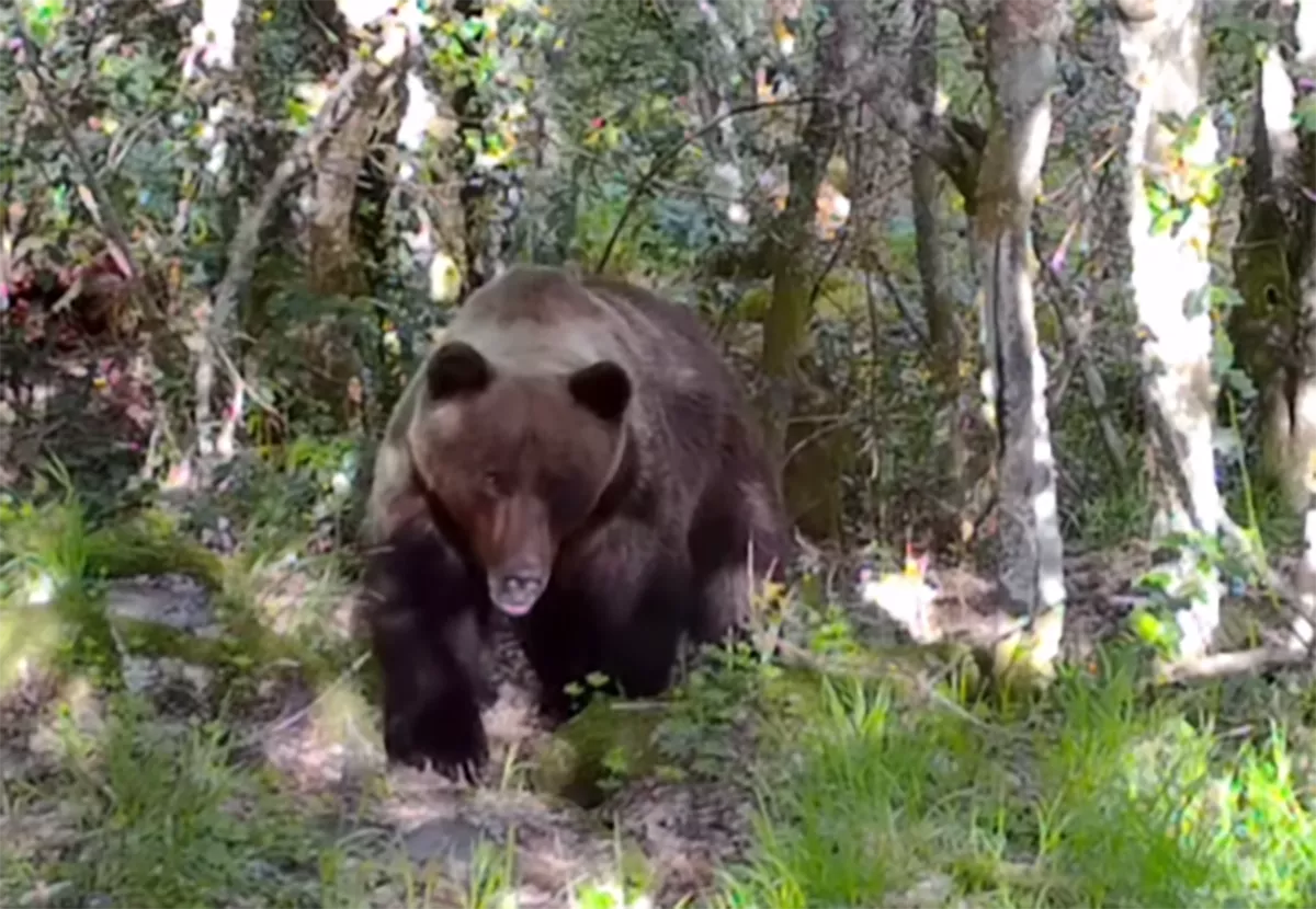 Otro avistamiento de un oso en el Valle de Laciana