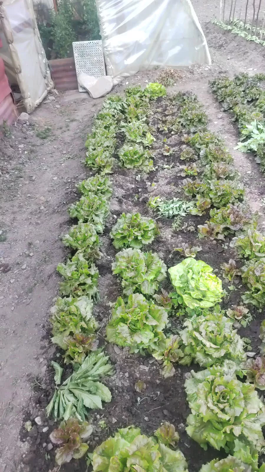 Lechuguina vuelve a las huertas a por sus lechugas favoritas para desconsuelo de los vecinos de Villarino.1