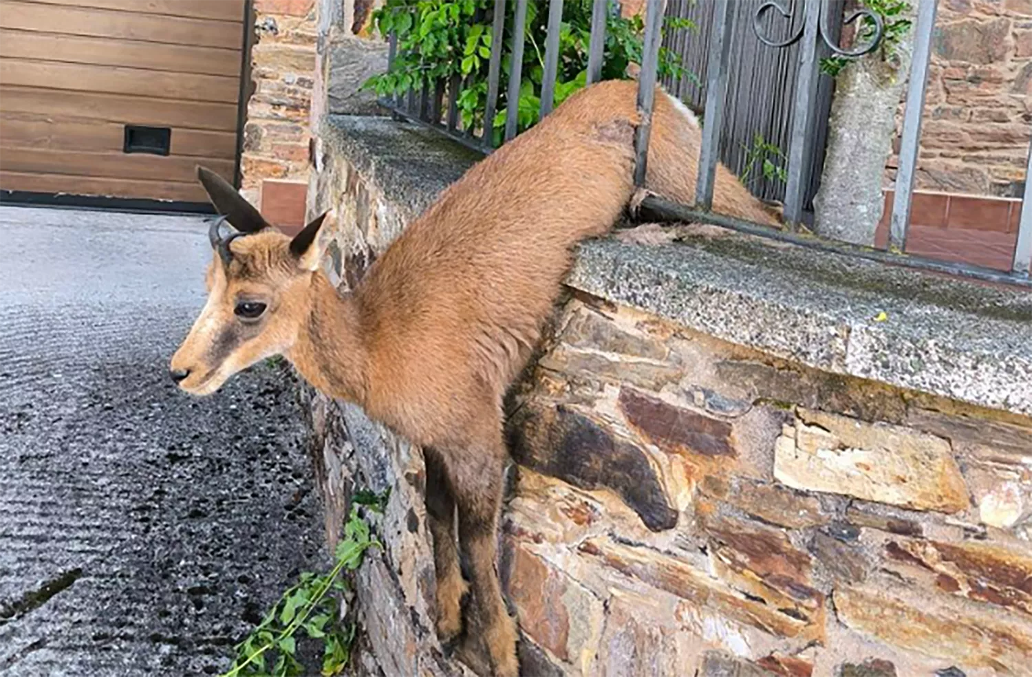 Rescatada una cría de rebeco atrapada en la valla de una casa en Teixeira (Villafranca)