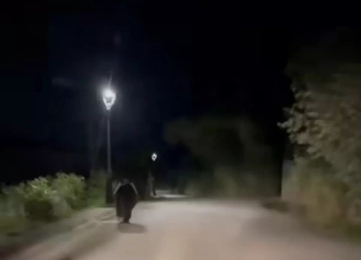 Un oso recorre las calles de Quintana de Fuseros | Vídeo: Instagram Quintana de Fuseros