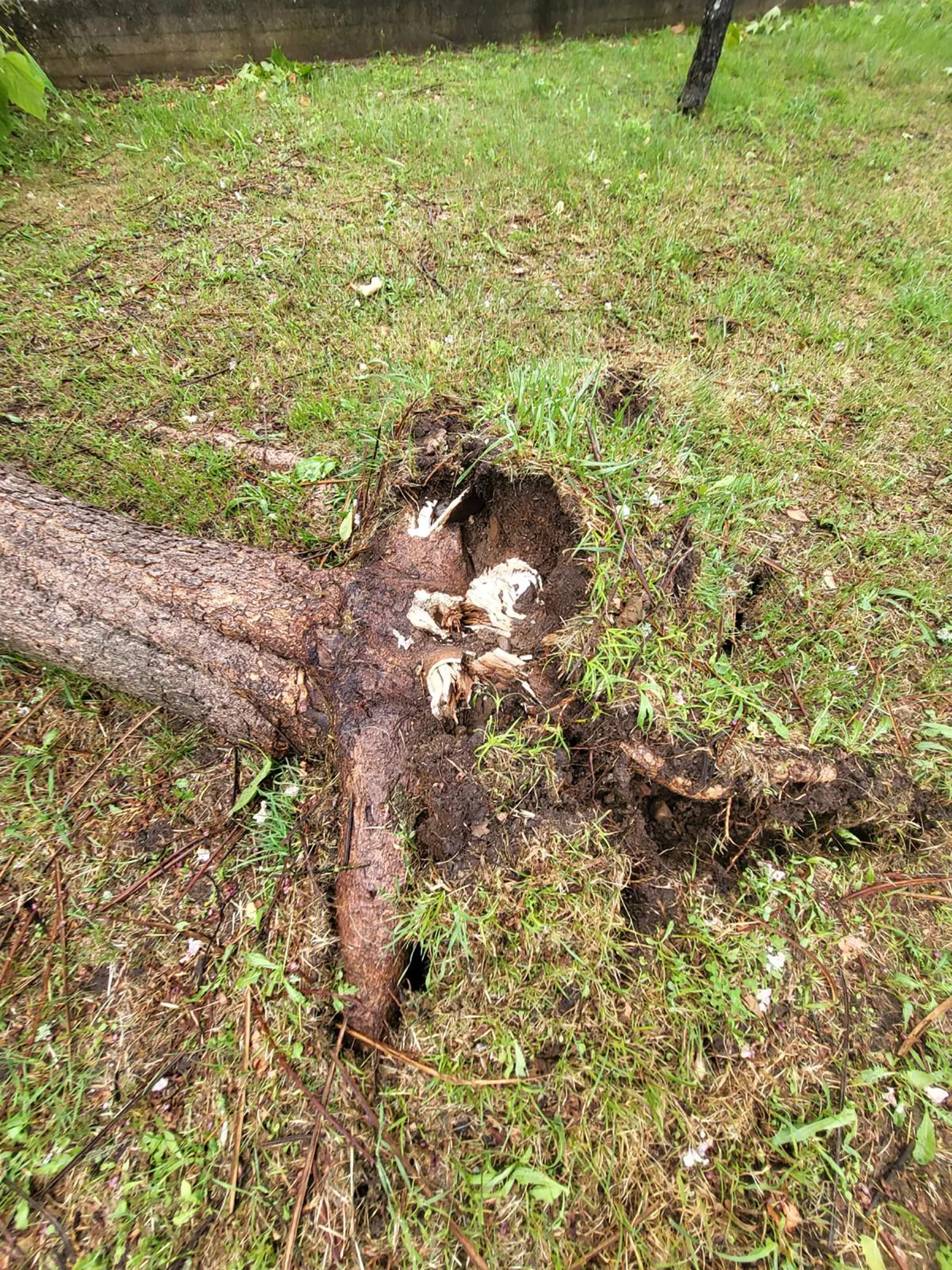 Daños en los árboles de Fuentesnuevas tras la tormenta 