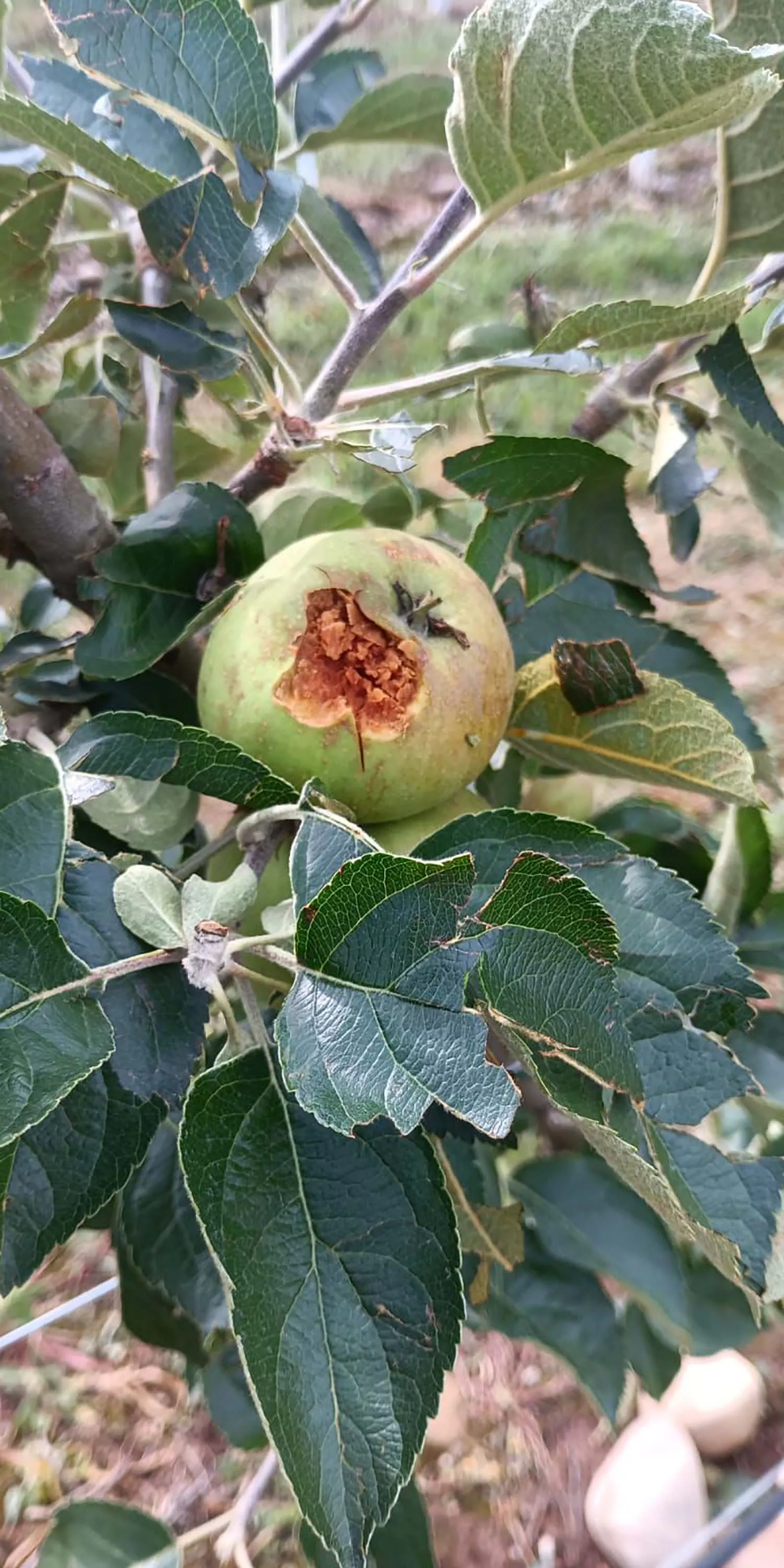 Manzana tras la granizada en Villaverde de la Abadía 