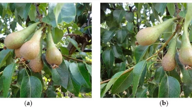 Fotografías de peral con alta carga de cosecha (a) y peral con baja carga de cosecha (b)