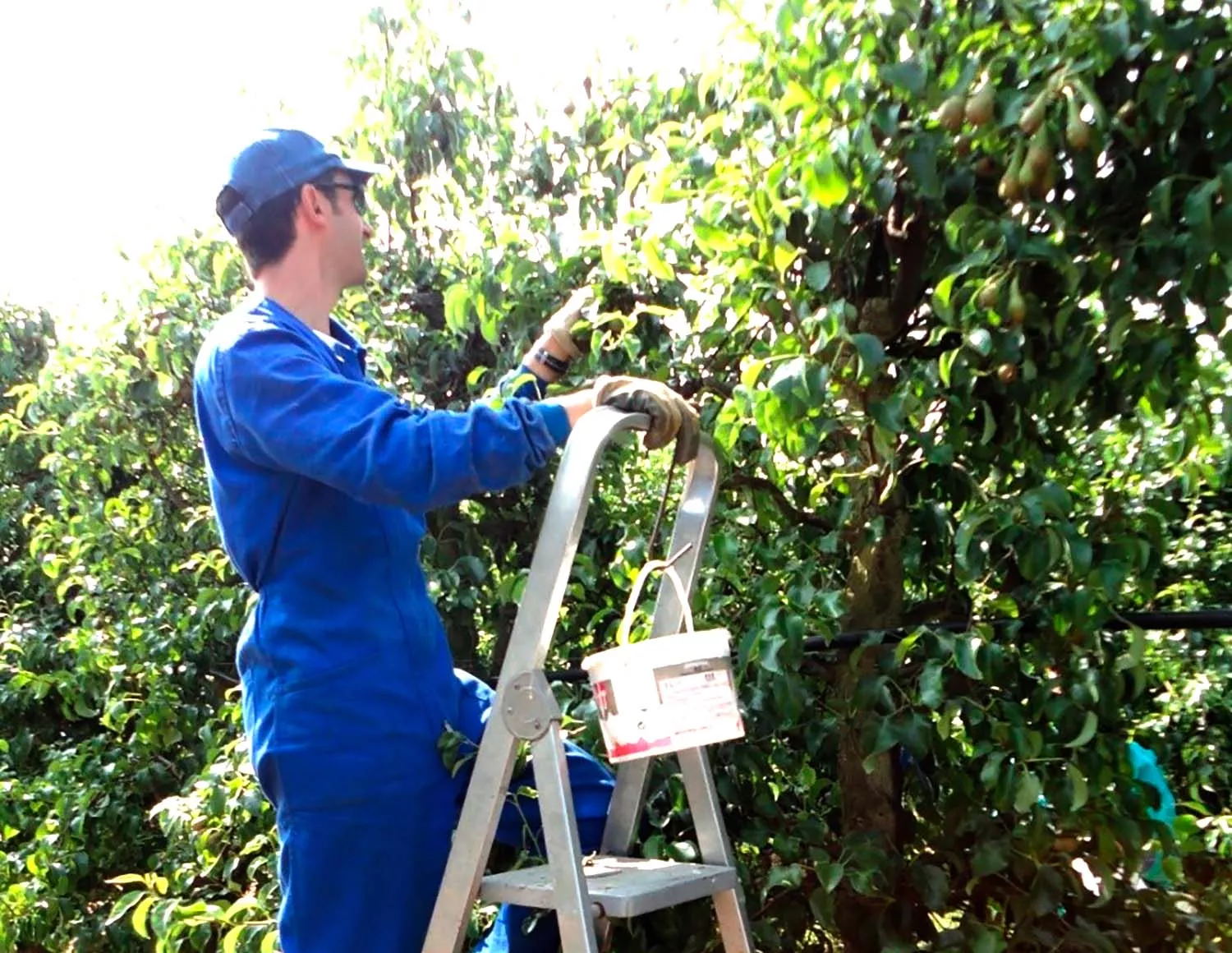 Aplicación de la técnica de cultivo propuesta 