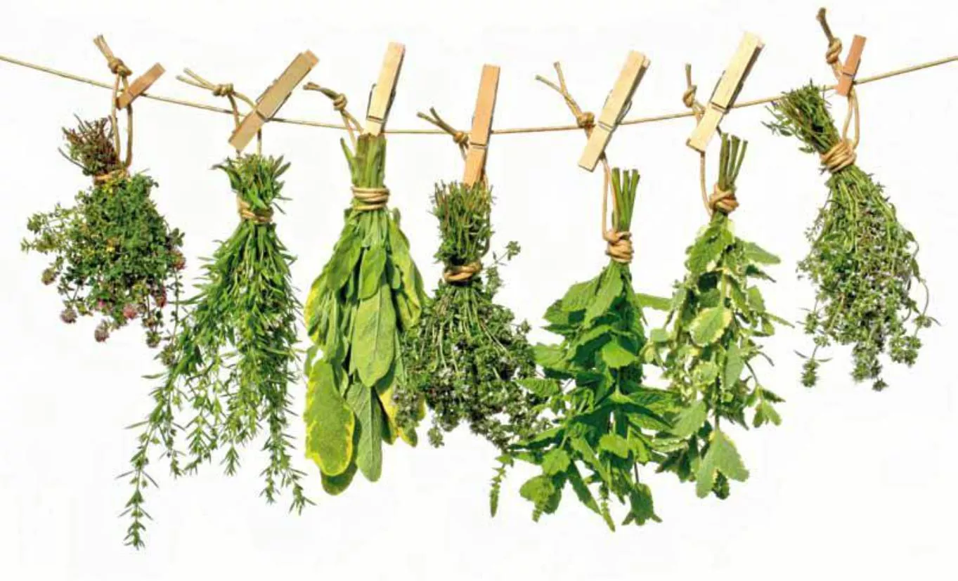 Curso derano ULE Plantas aromáticas 