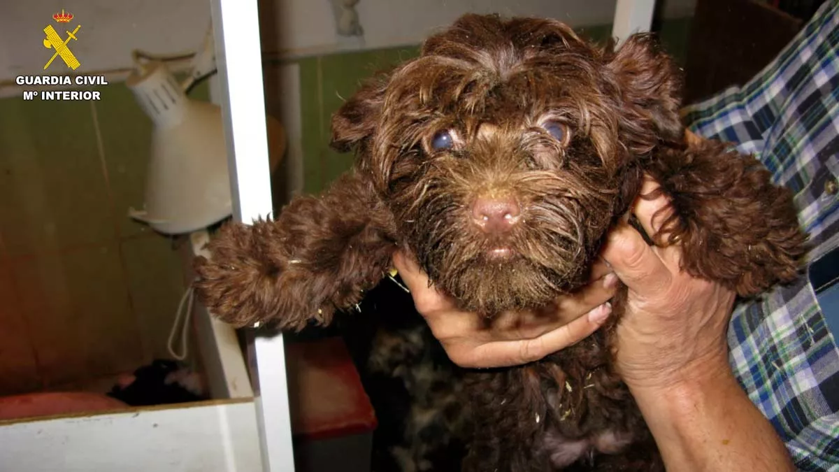 Destapan un criadero de perros clandestino de raza Yorkshire en el Valle de Santibáñez (Burgos) | Foto: Guardia Civil