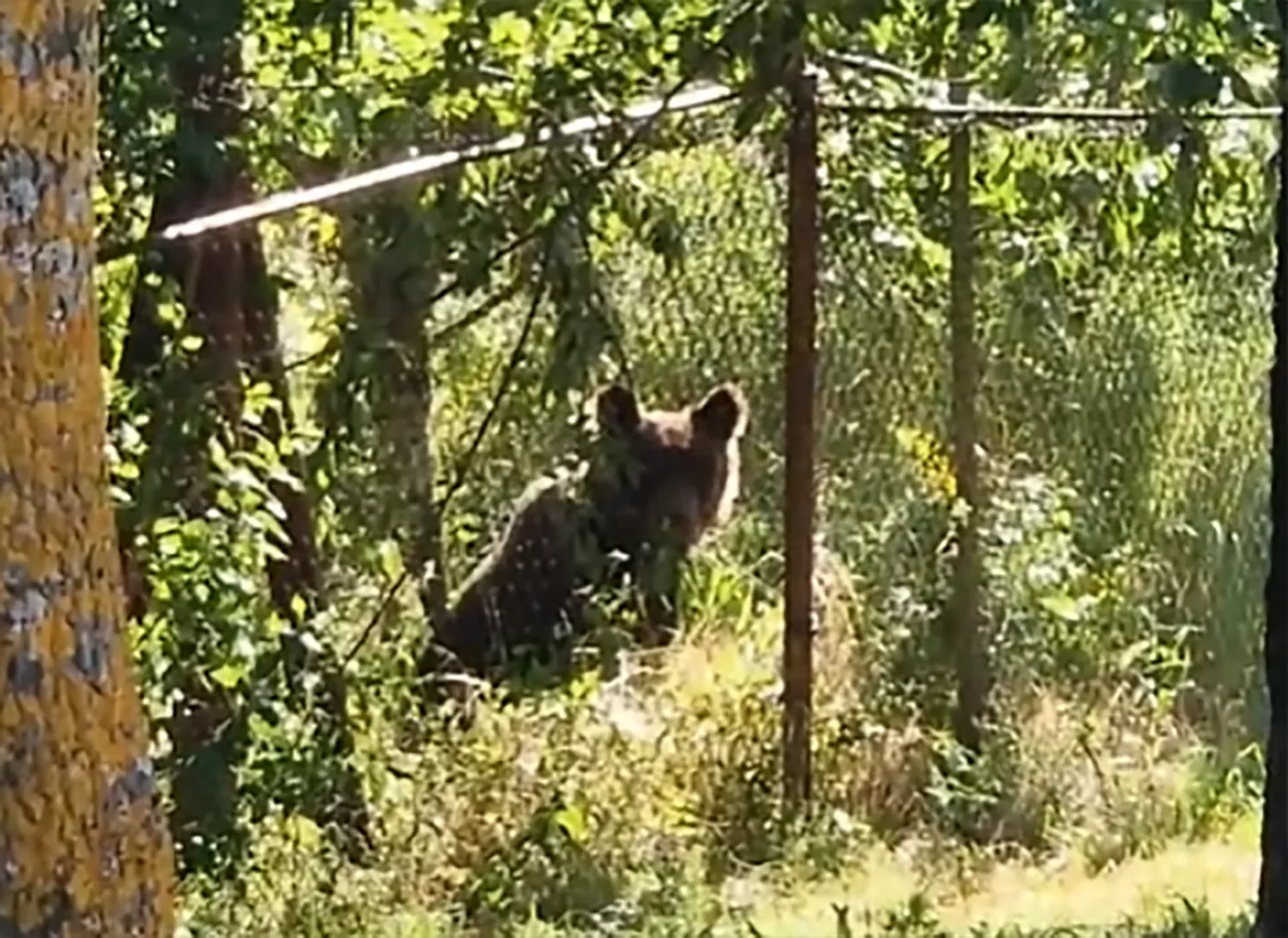 Oso pardo en Villaseca de Laciana