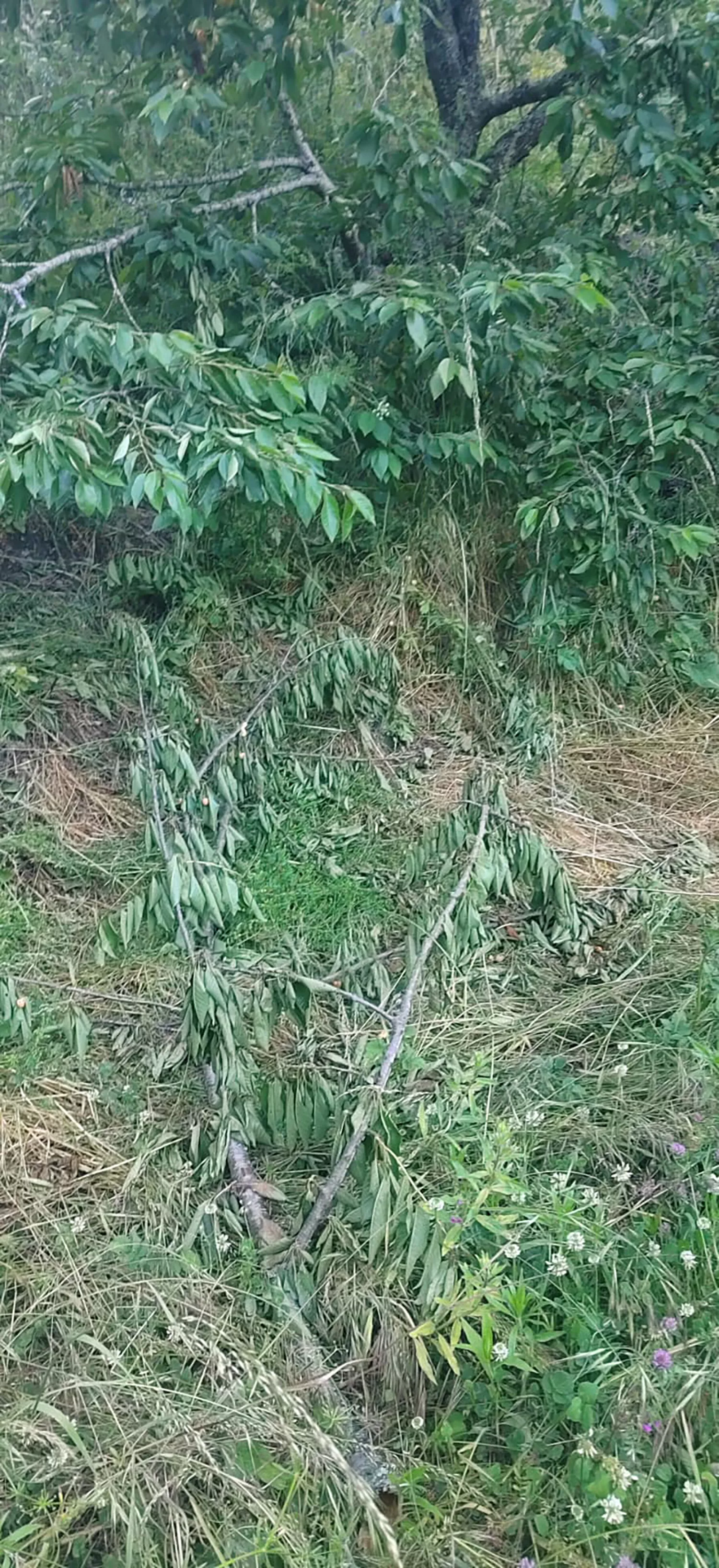 Destrozo ocasionado por Lechuguina