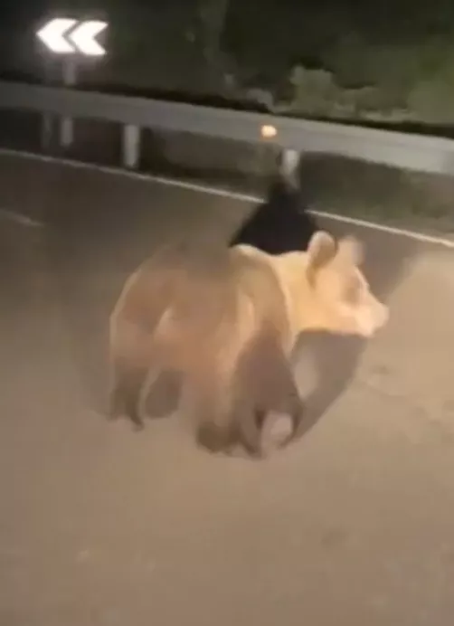 Avistamiento de un oso en la carretera en Espina de Tremo.