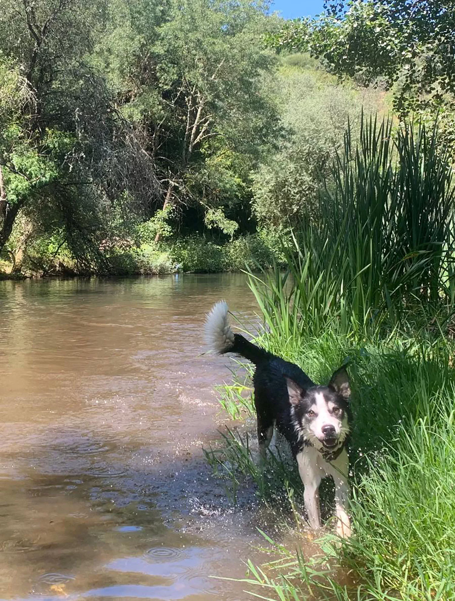 Melvin refrescándose en el río Sil