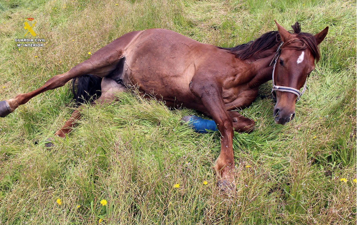 Investigado por delito de maltrato animal al maniatar a dos caballos para limitar su desplazamiento