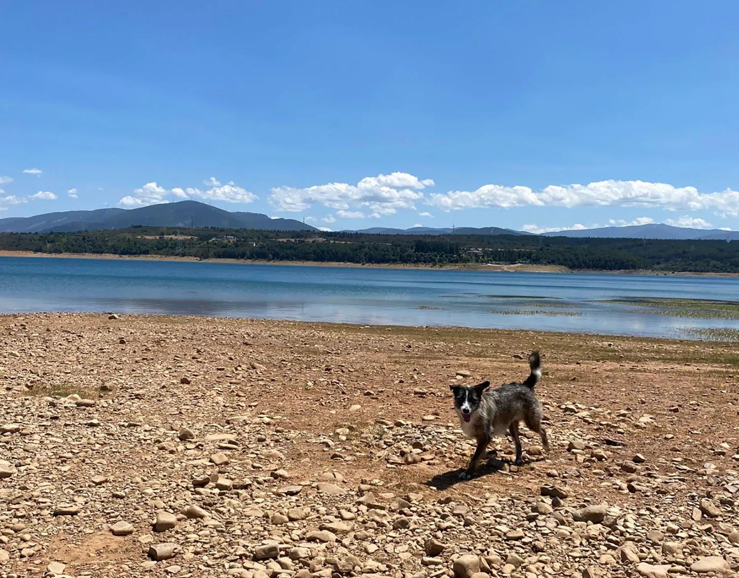 Matcha disfrutando en el pantano de Bárcena