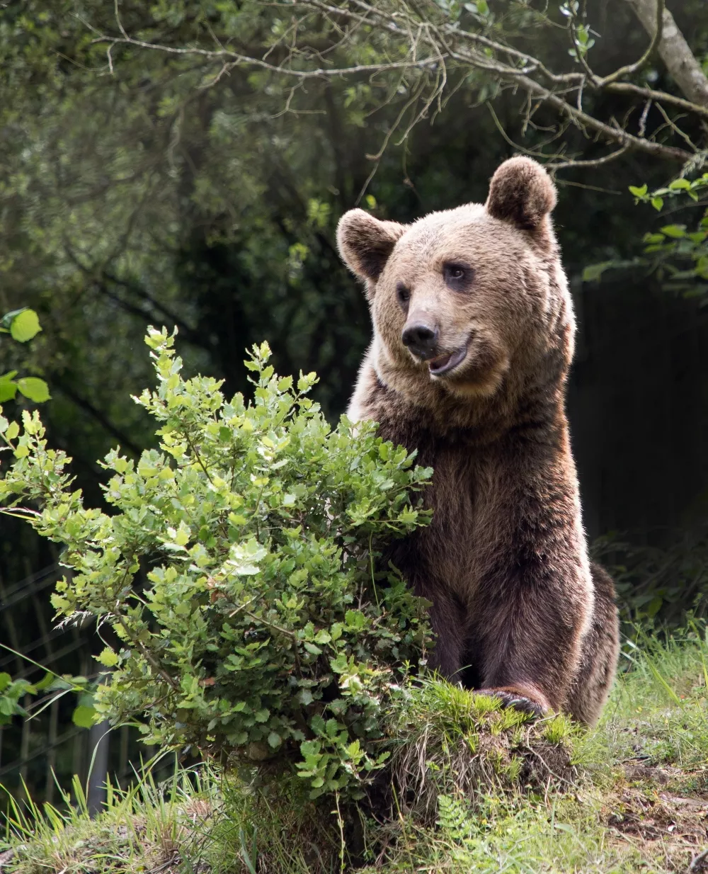 Oso Pardo Cantábrico