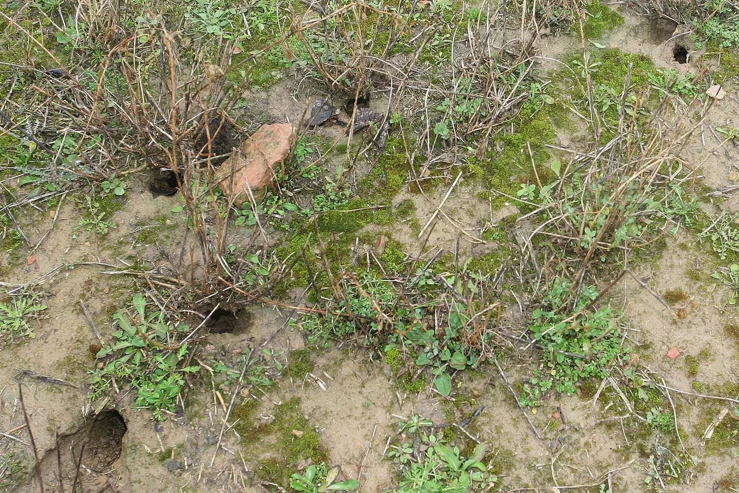 Brágimo / ICAL . Huras de topillo campesino en una tierra de cultivo