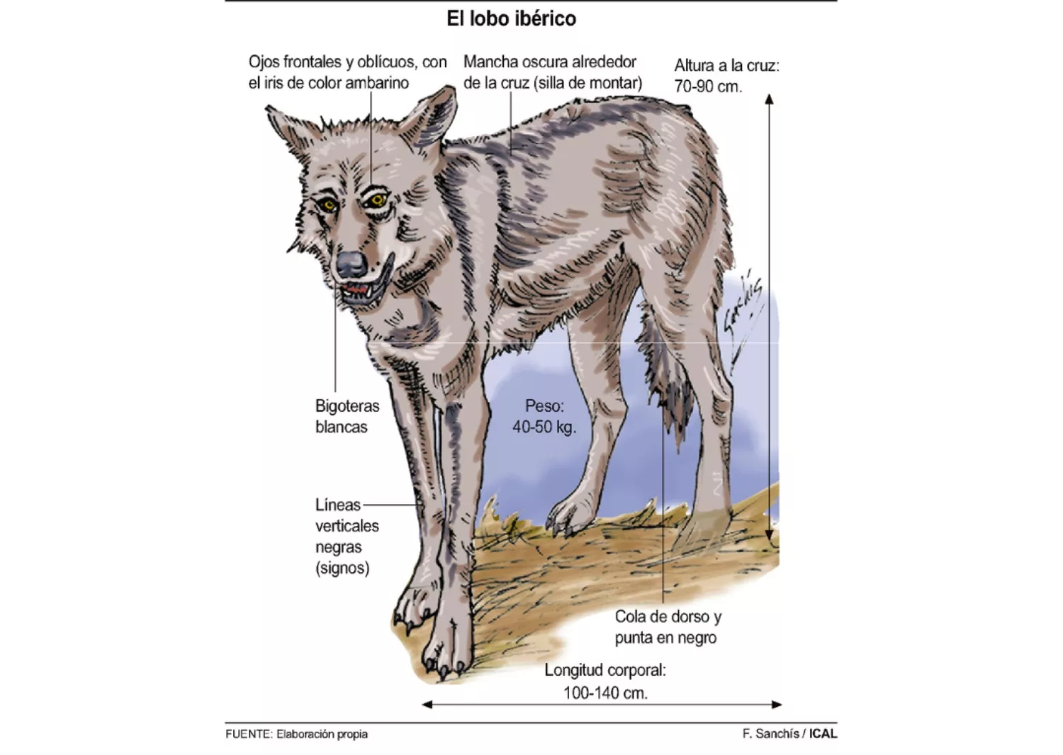 Medio Ambiente espera un incremento de manadas de lobos en Castilla y León tras el análisis de más de 20.000 indicios de su presencia