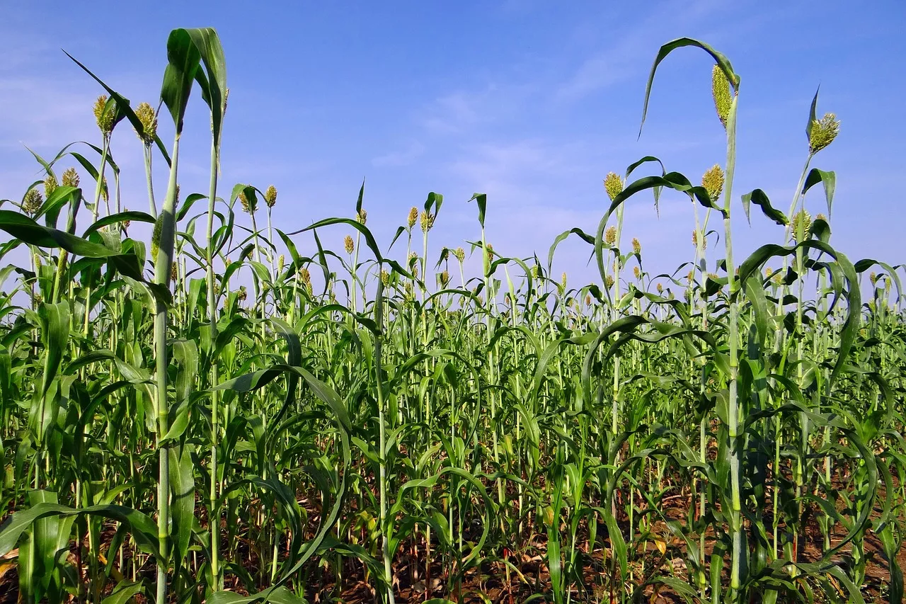 Cultivo de sorgo