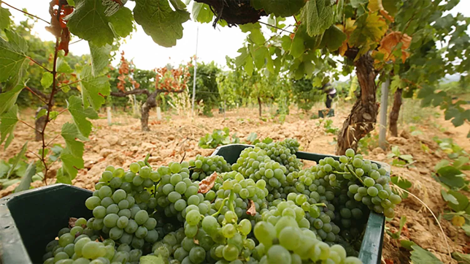 Uva godello del Bierzo